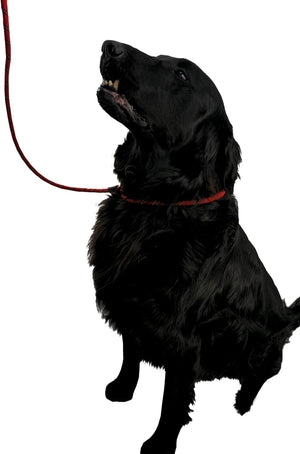 Durable Dog Lead – Adjustable Slip Loop, 150cm, Poop Bag Holder - Optimum
