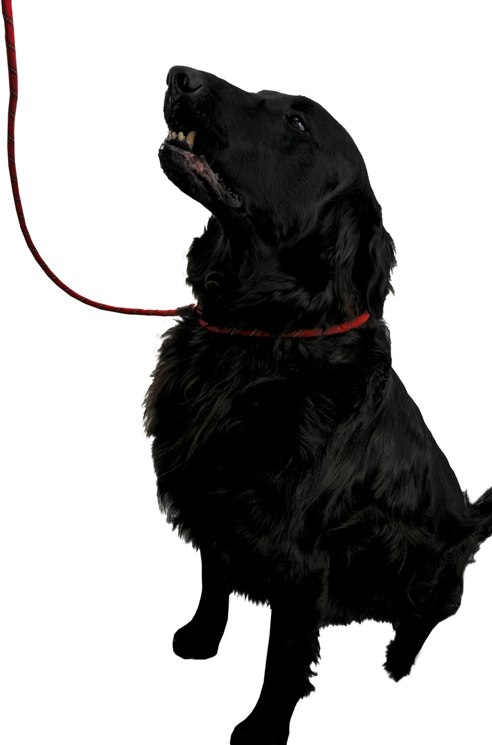 Durable Dog Lead – Adjustable Slip Loop, 150cm, Poop Bag Holder - Optimum