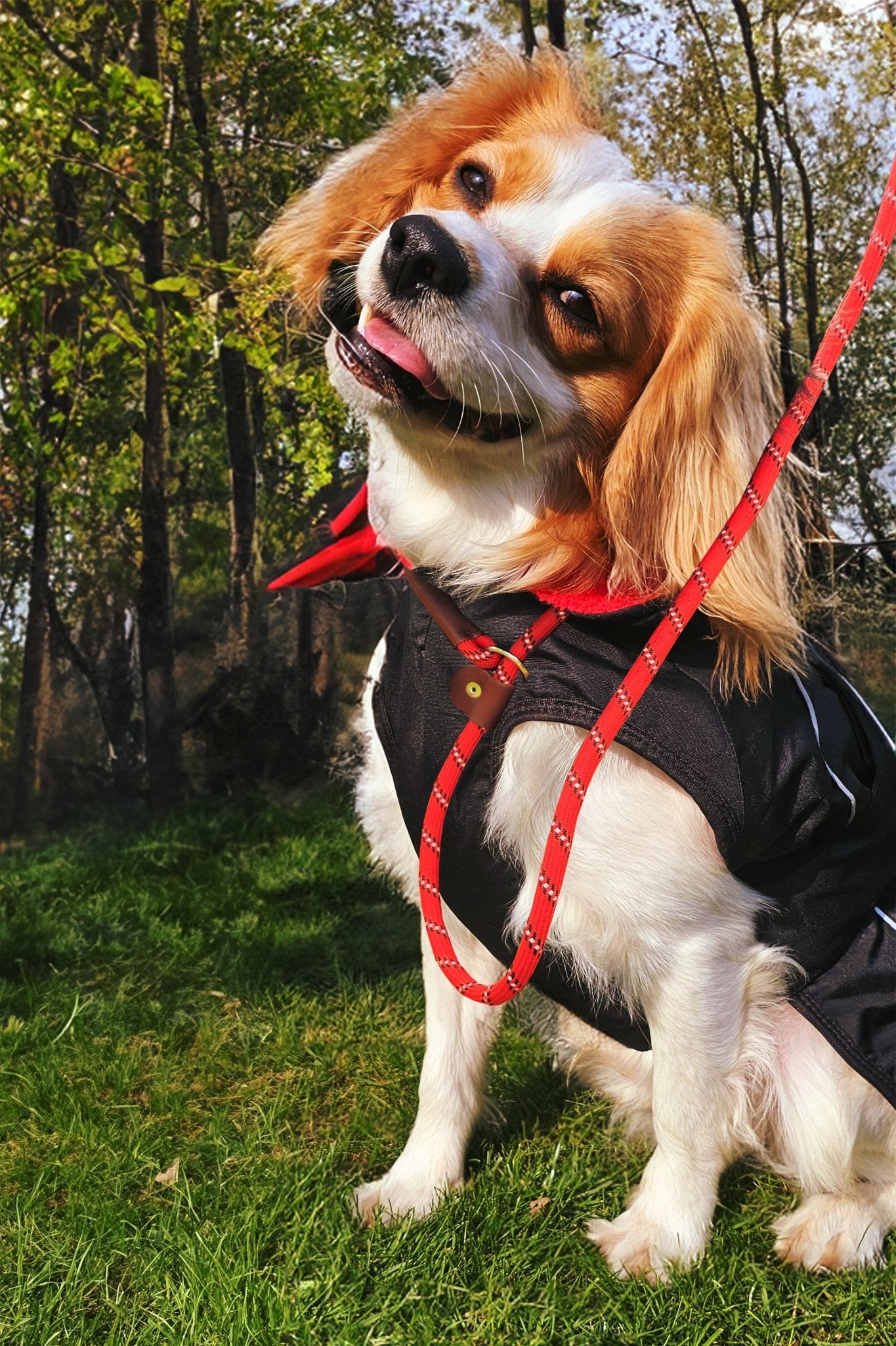 Durable Dog Lead – Adjustable Slip Loop, 150cm, Poop Bag Holder - Optimum