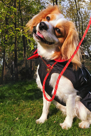 Durable Dog Lead – Adjustable Slip Loop, 150cm, Poop Bag Holder - Optimum